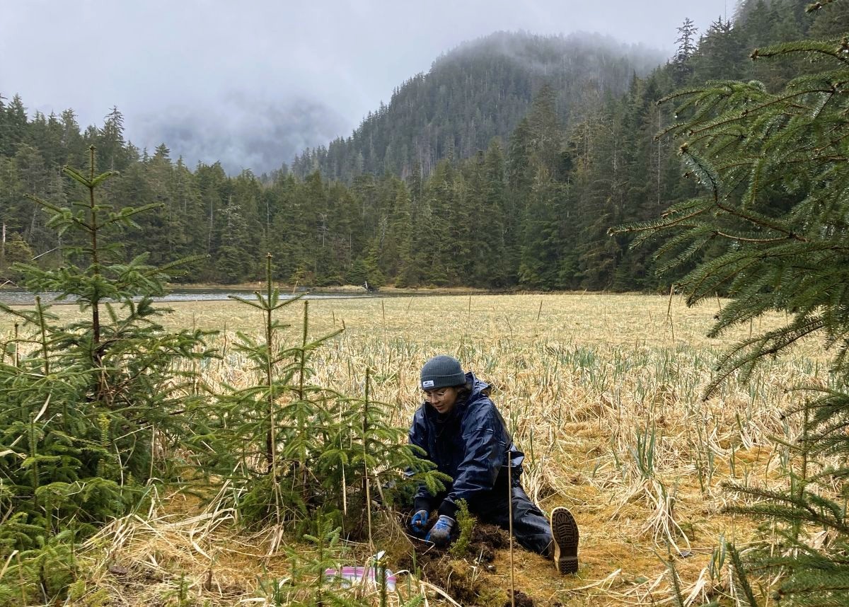 Sienna pulls spruce roots.